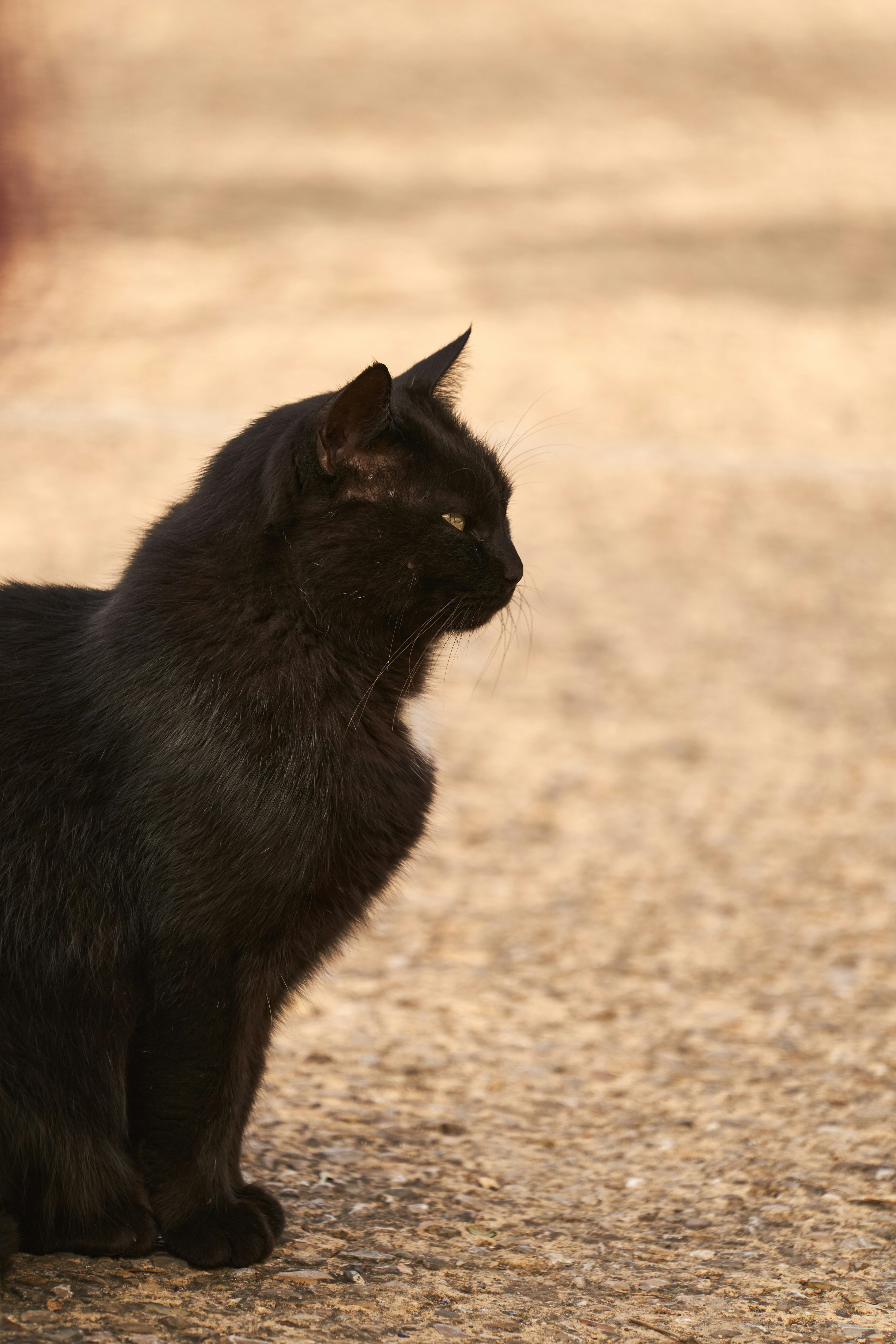 Photo by wolfgang_hasselmann