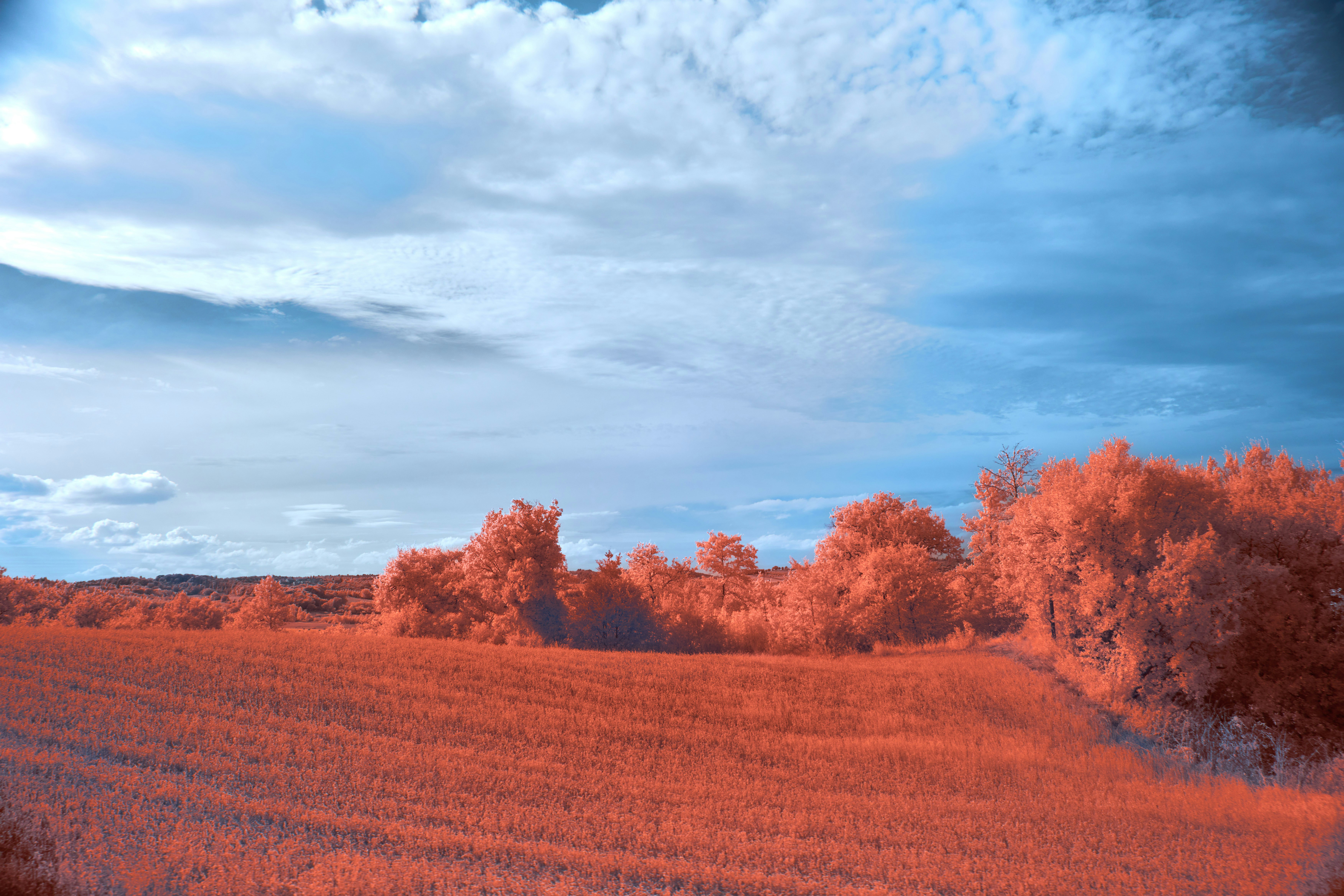 Photo by wolfgang_hasselmann