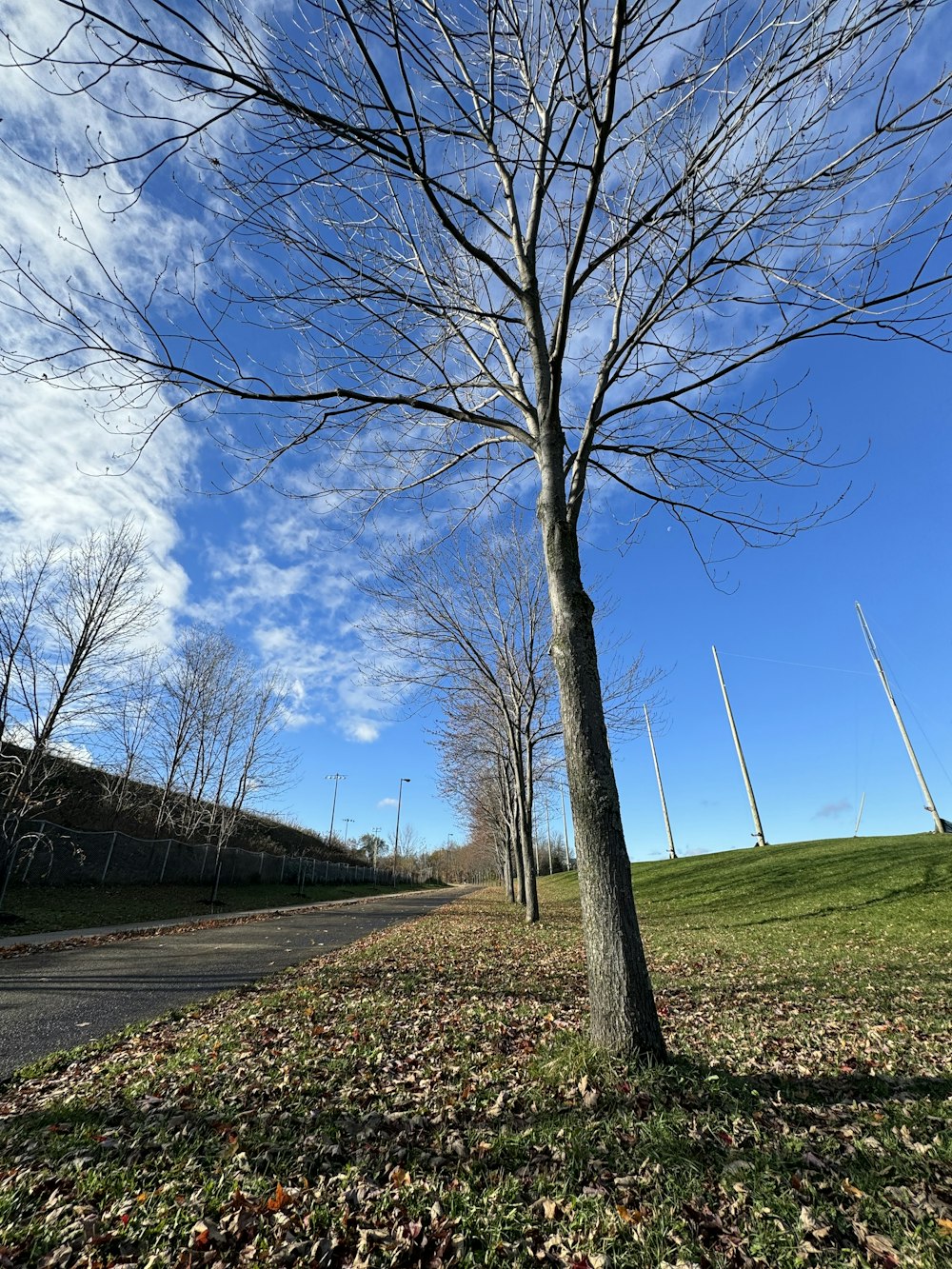 a tree with no leaves on the ground