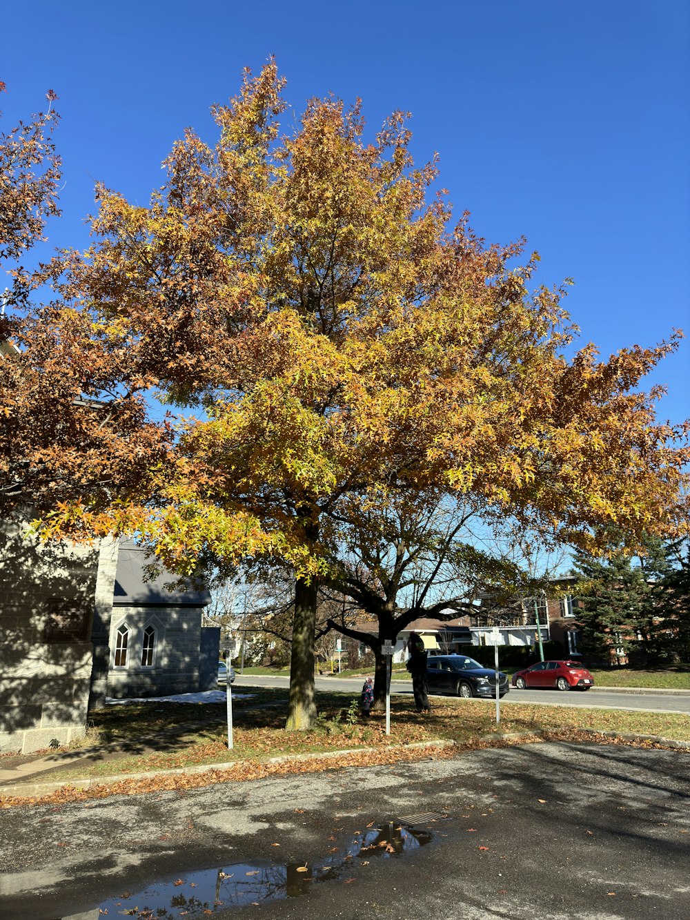 a large tree in a parking lot next to a building