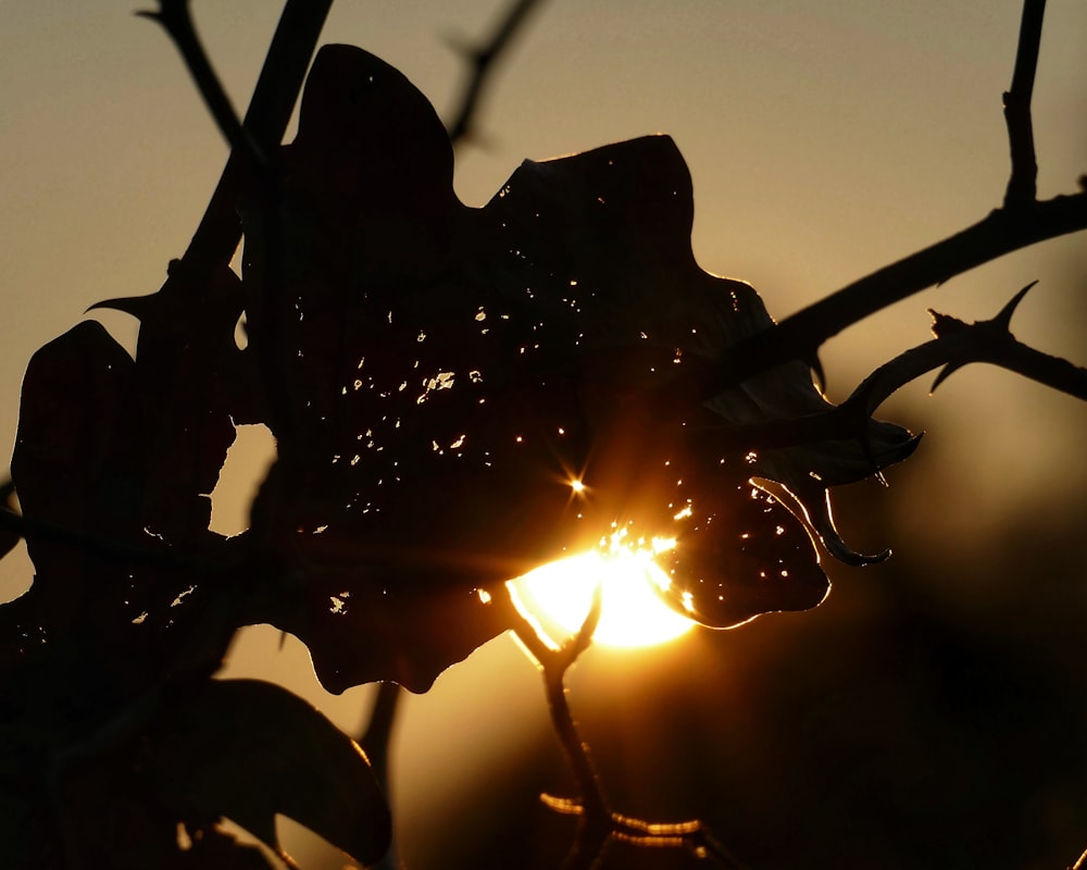 il sole splende tra le foglie di un albero