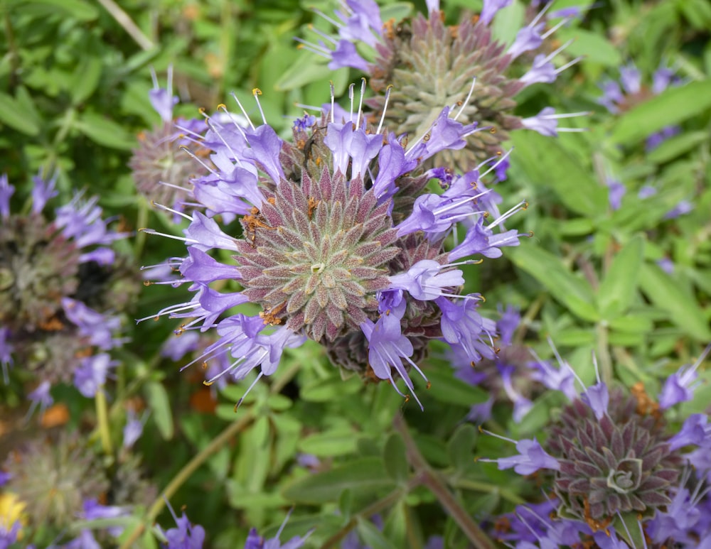 a bunch of purple flowers that are in the grass