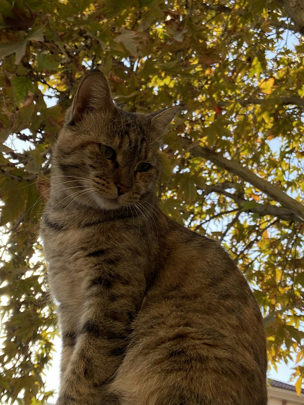 a cat sitting on top of a tree branch