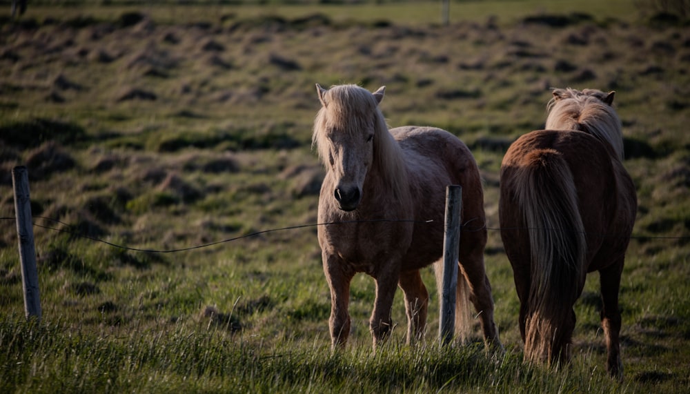 a couple of horses standing on top of a lush green field