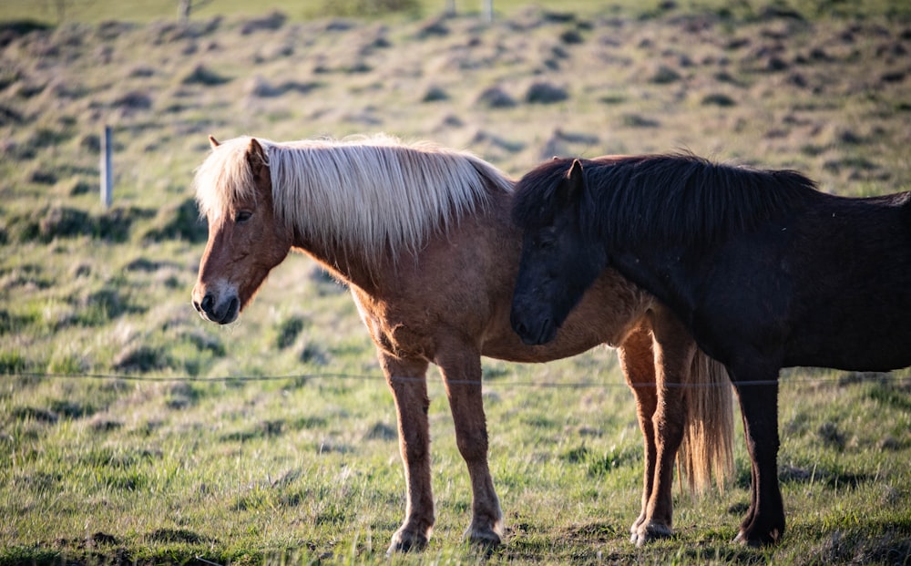 a couple of horses standing on top of a lush green field