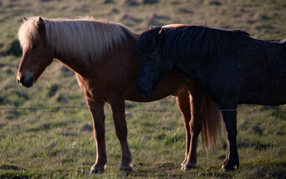 a couple of horses standing on top of a lush green field