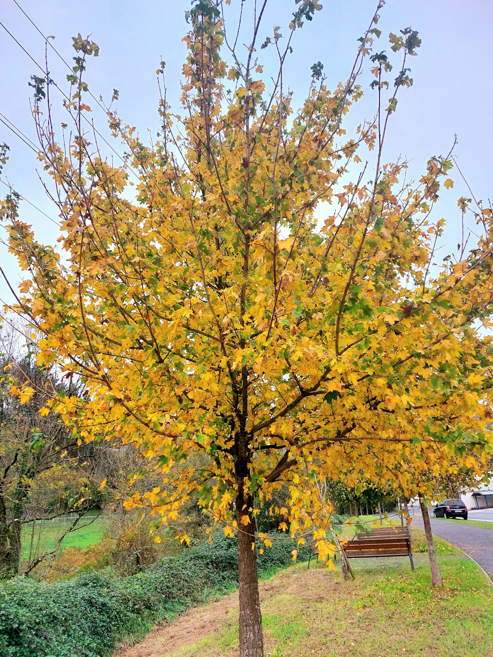 a tree with yellow leaves in a park