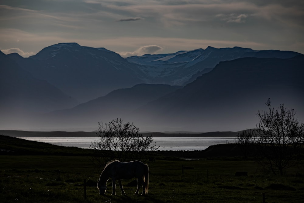 a horse grazing in a field with mountains in the background