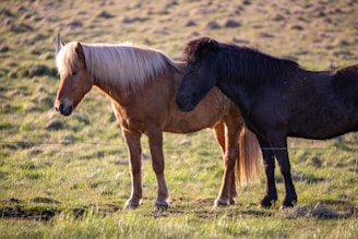 two horses standing next to each other in a field