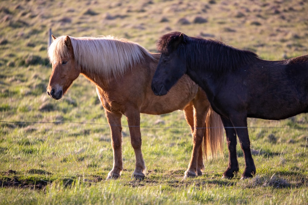 two horses standing next to each other in a field