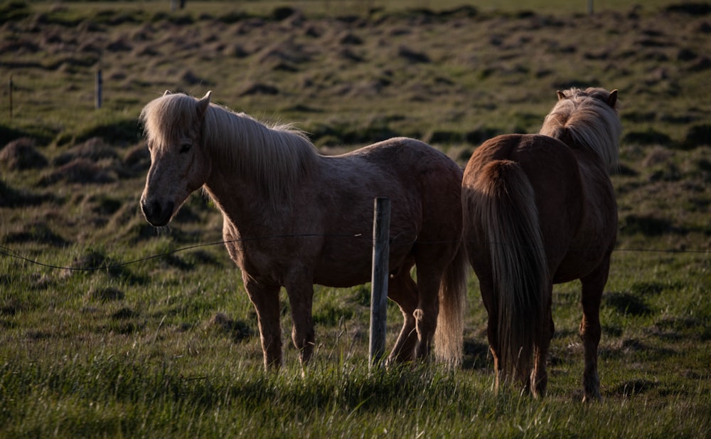 a couple of horses standing on top of a lush green field