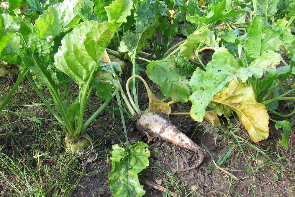 a close up of a bunch of plants growing in the dirt