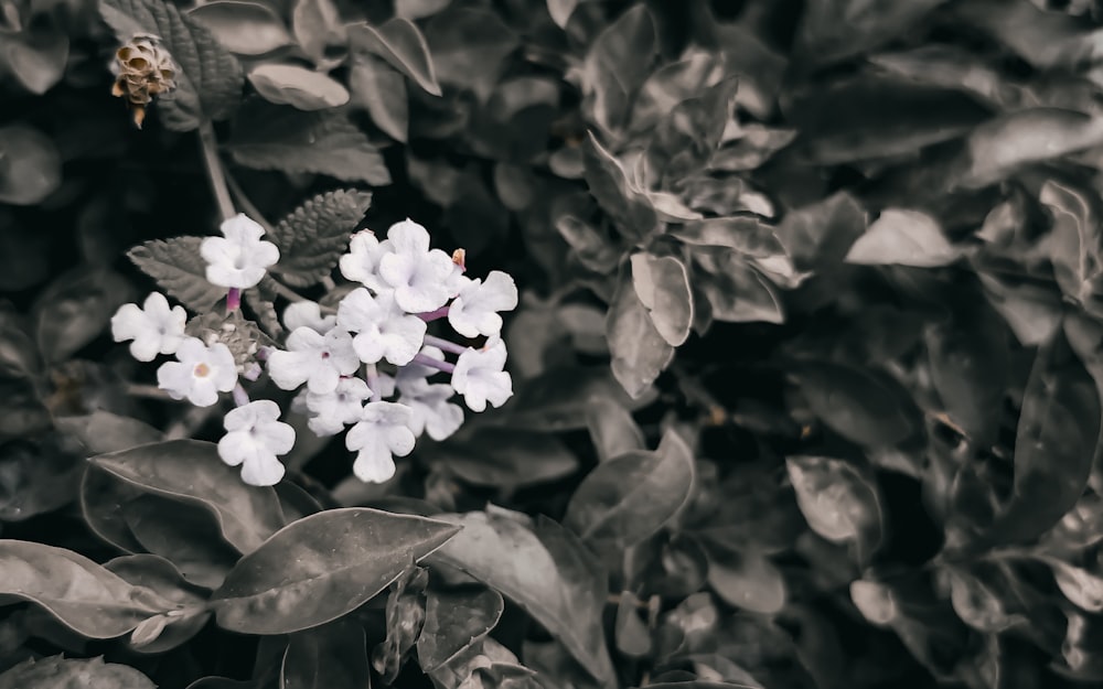 un ramo de flores blancas en la cima de un exuberante campo verde