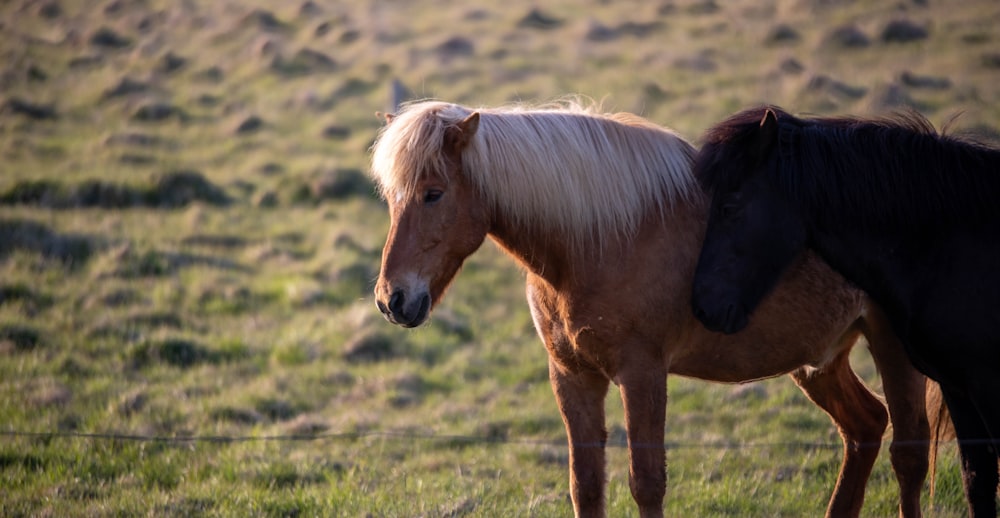 a couple of horses standing on top of a lush green field