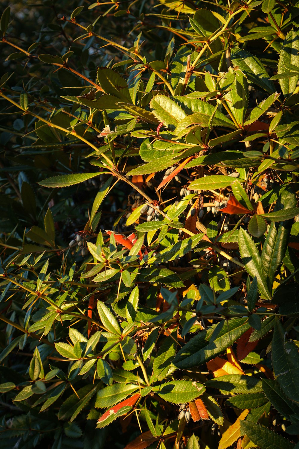 a bush with lots of green leaves on it