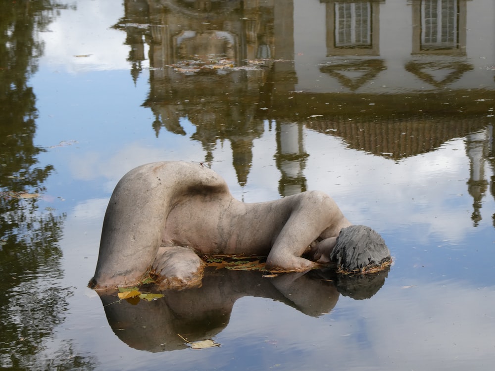 eine Statue eines Hundes, der auf der Seite in einem Gewässer liegt