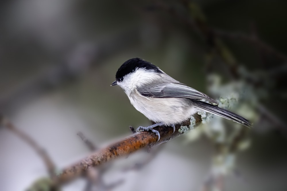 a small black and white bird perched on a branch