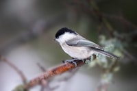 a small black and white bird perched on a branch
