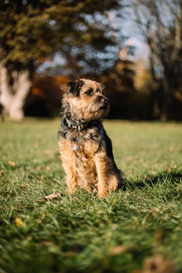 A small terrier attentively following training commands in a sunny backyard.