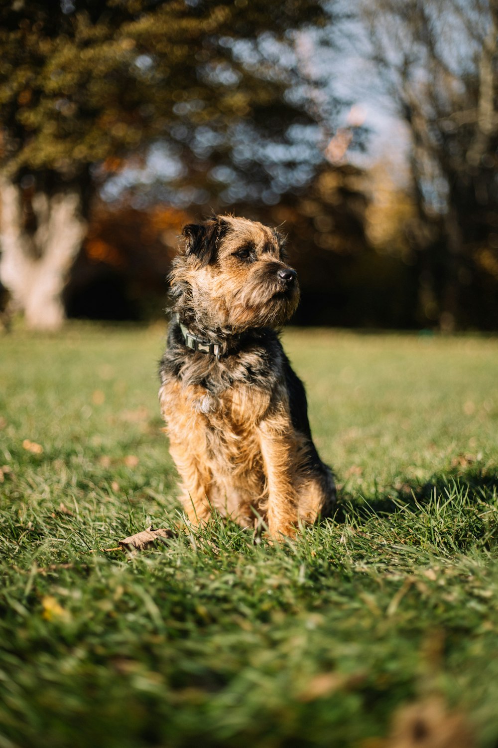 a small dog sitting on top of a lush green field