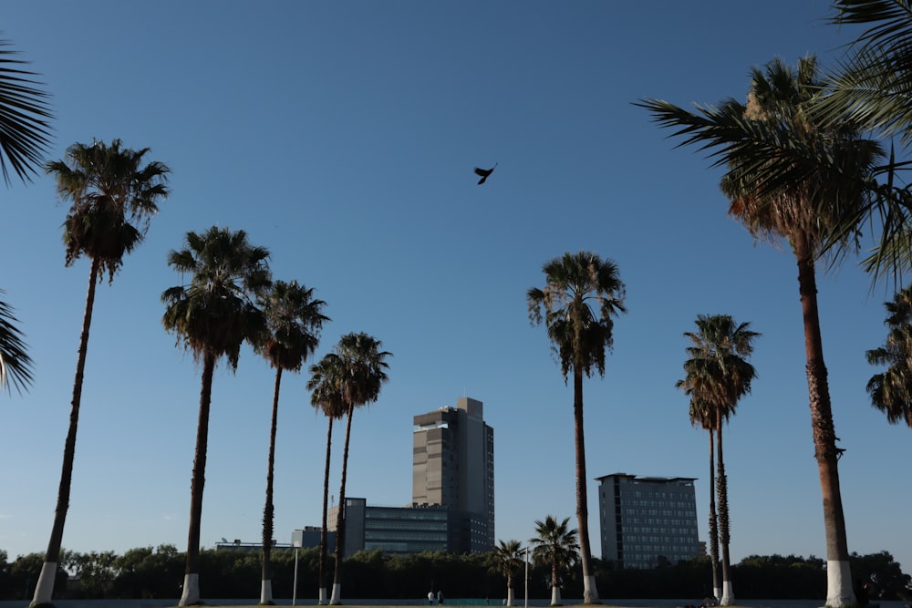 a bird flying over palm trees in a city