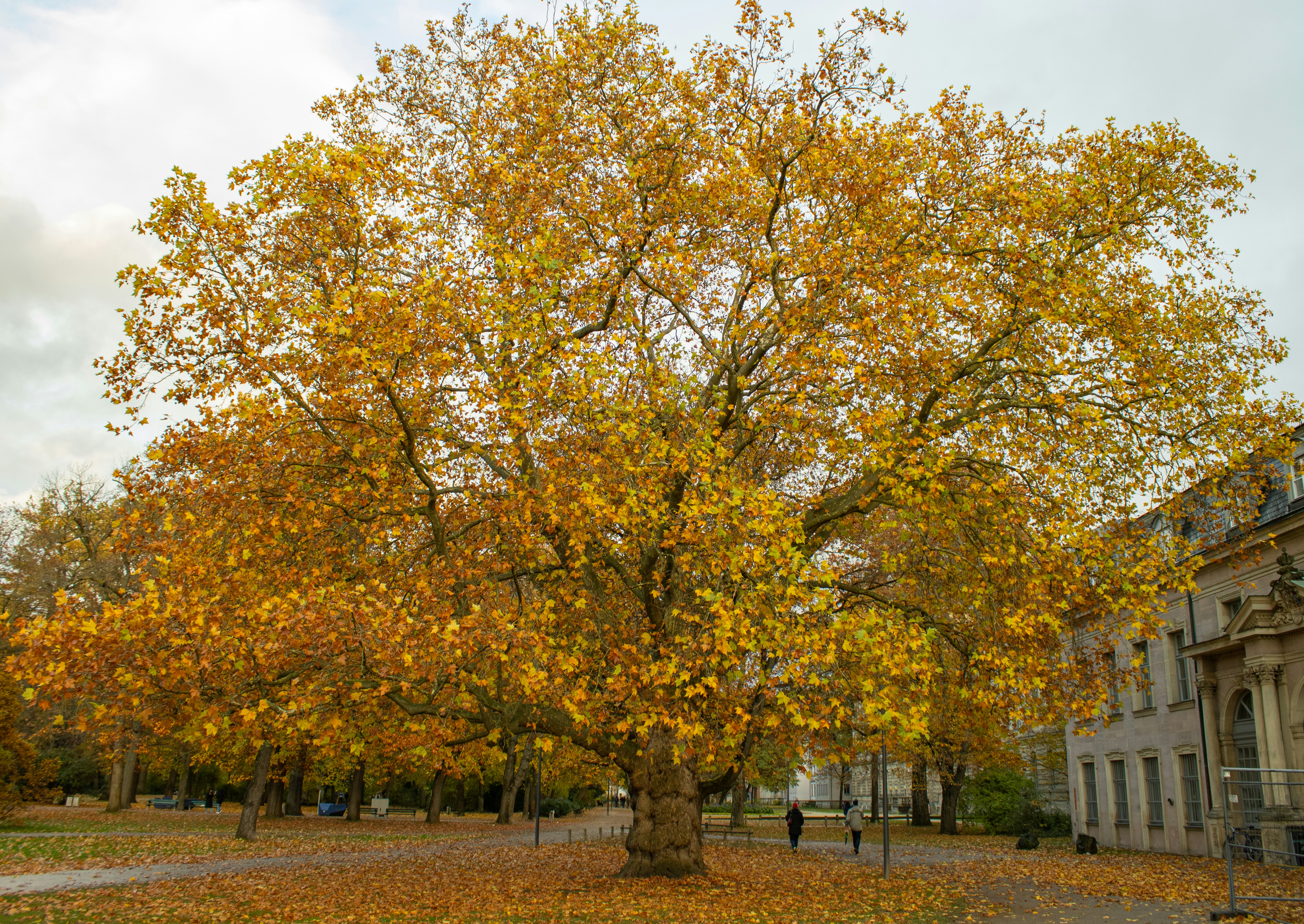 a tree with yellow leaves in a park