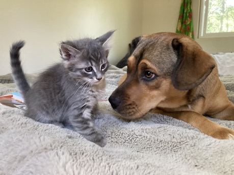 A small gray kitten with fluffy fur sits on a soft, light-colored blanket next to a brown dog. The dog is lying down, looking closely at the kitten with a curious and gentle expression. They are in a well-lit room with a window in the background and some colorful decor on the wall.