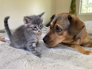 A playful puppy and kitten cuddling together on a warm blanket indoors