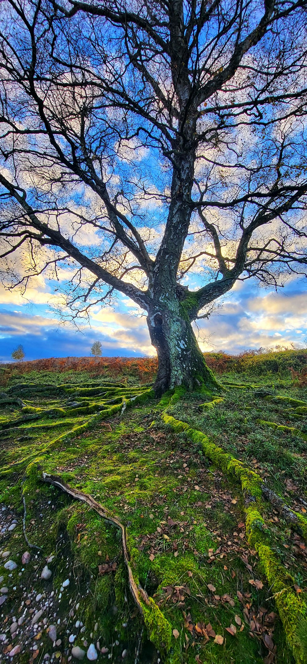 a large tree sitting on top of a lush green field