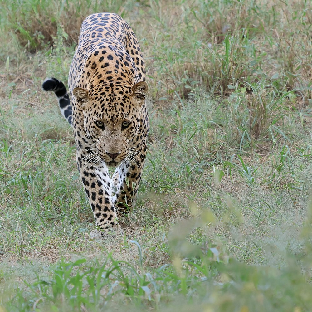 a large leopard walking across a lush green field