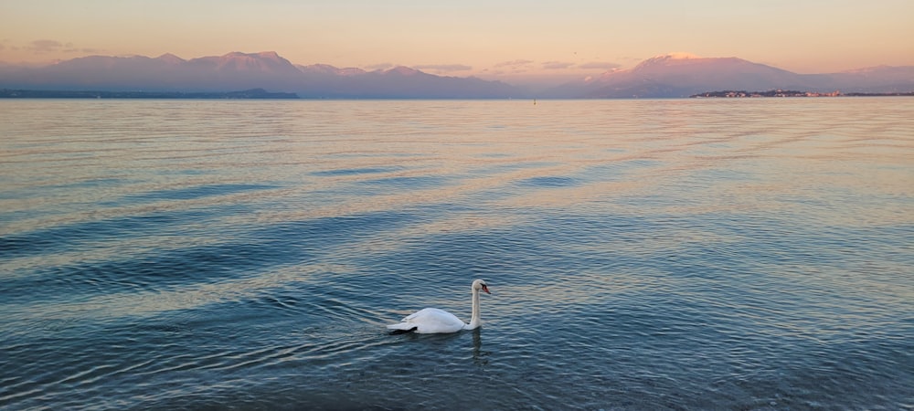 a white swan floating on top of a body of water