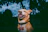 A happy dog wearing a glowing Lumipaw harness on a twilight walk with its owner.