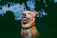 A happy dog wearing a glowing Lumipaw harness on a twilight walk with its owner.