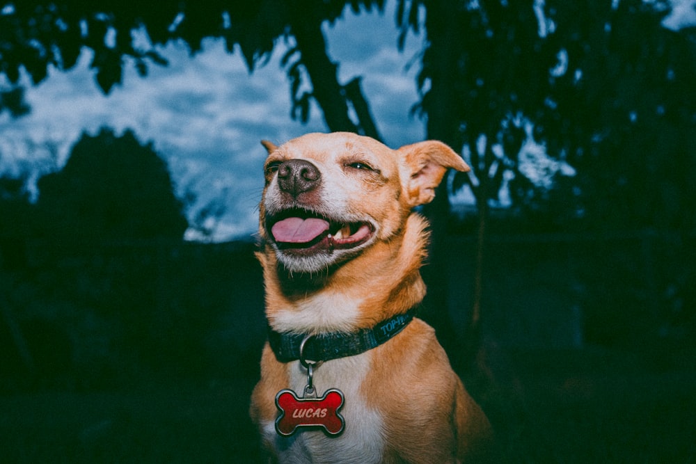 a brown and white dog sitting in the grass