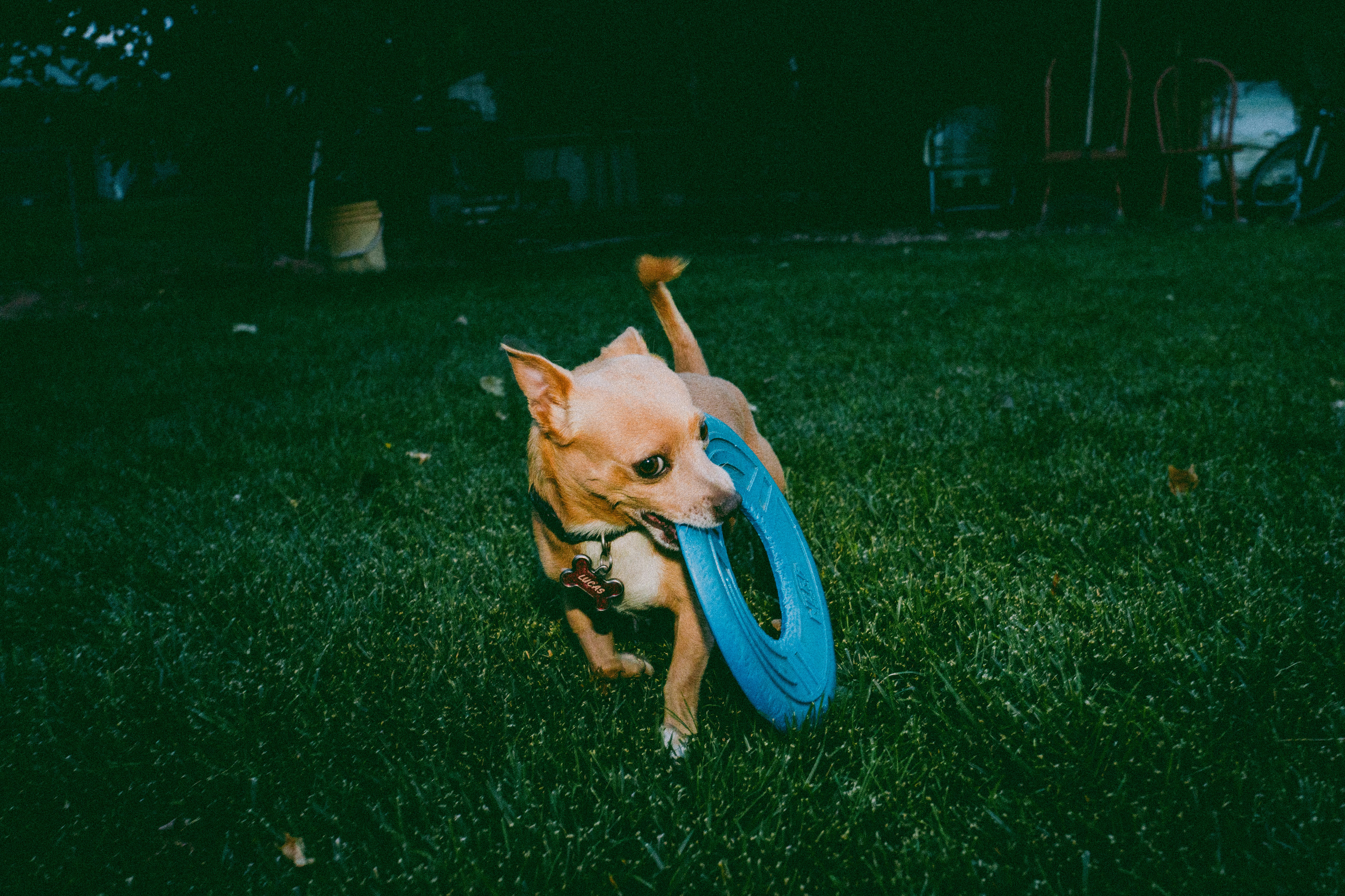 8. Spinning in Circles Before Lying Down (image credits: unsplash)