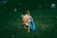A small dog with tan fur holds a blue plastic ring in its mouth while standing on grass in a dimly lit outdoor area. The background is dark with hints of outdoor furniture visible.