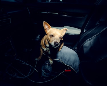 A small brown dog is sitting in a dimly lit car interior, perched on a blue cushion. On the car floor, there is a plastic water bottle and various wires. The dog is looking directly at the camera with an attentive expression. The seats are covered in black leather, and the overall lighting creates a moody atmosphere.