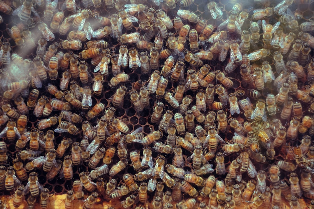 a large group of bees clustered together in a beehive