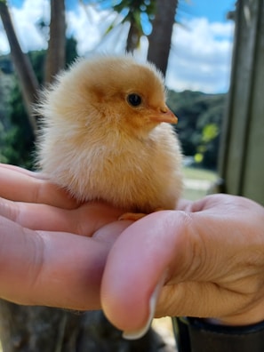 A farmer gently holding a fluffy chick under warm sunlight.