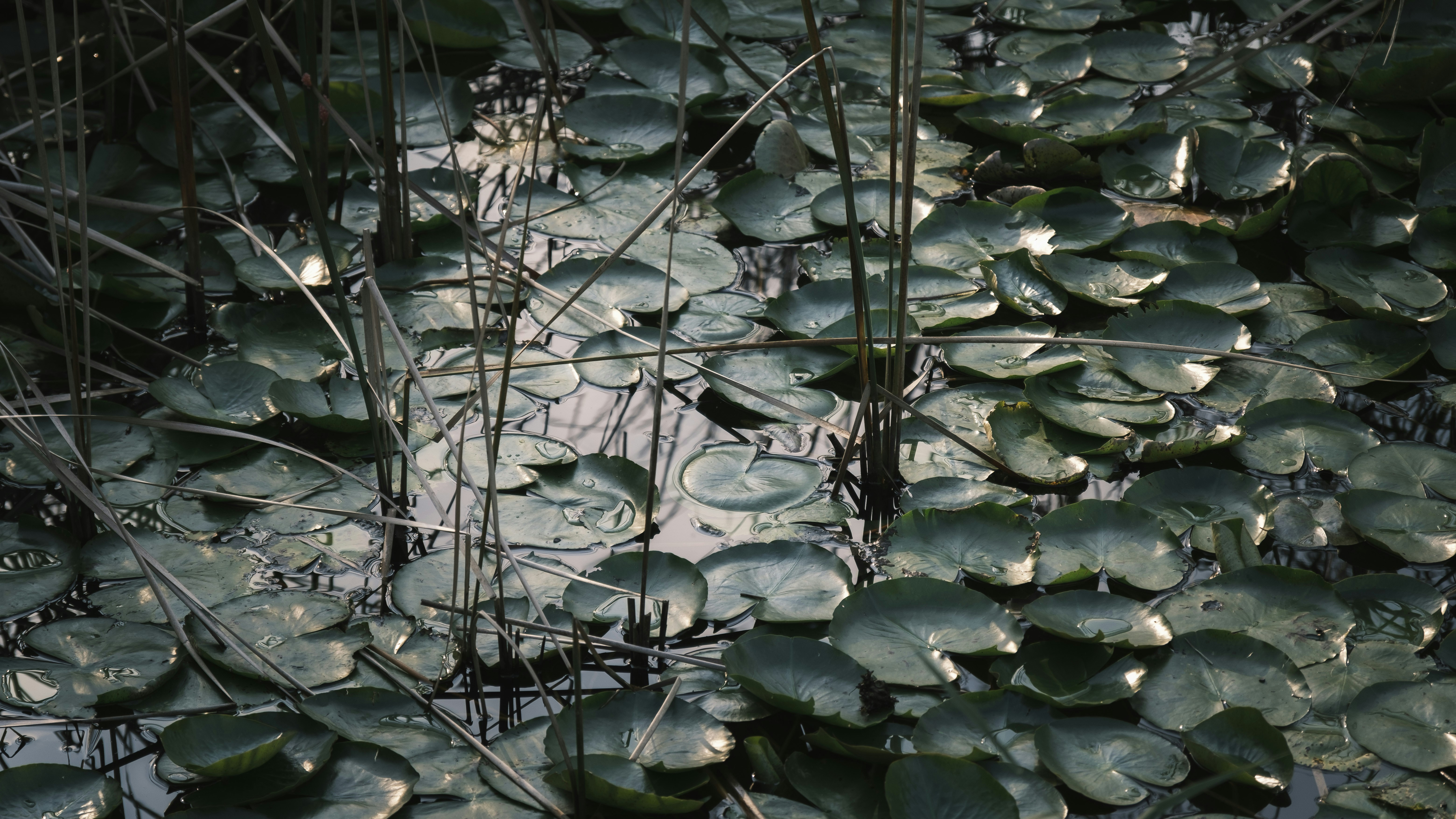 a pond filled with lots of water lilies