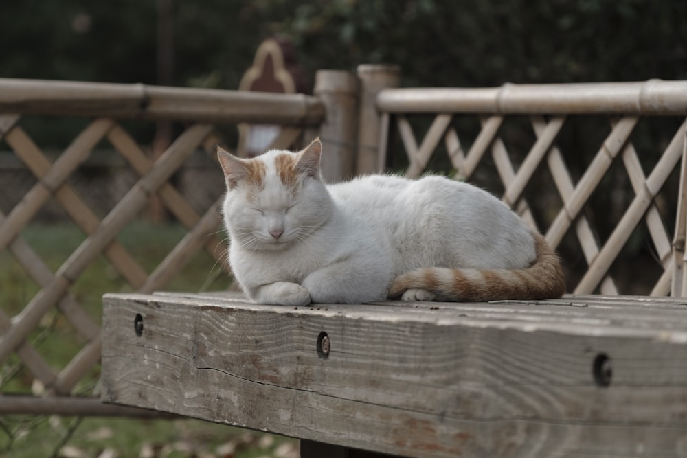 a white and orange cat laying on a wooden bench