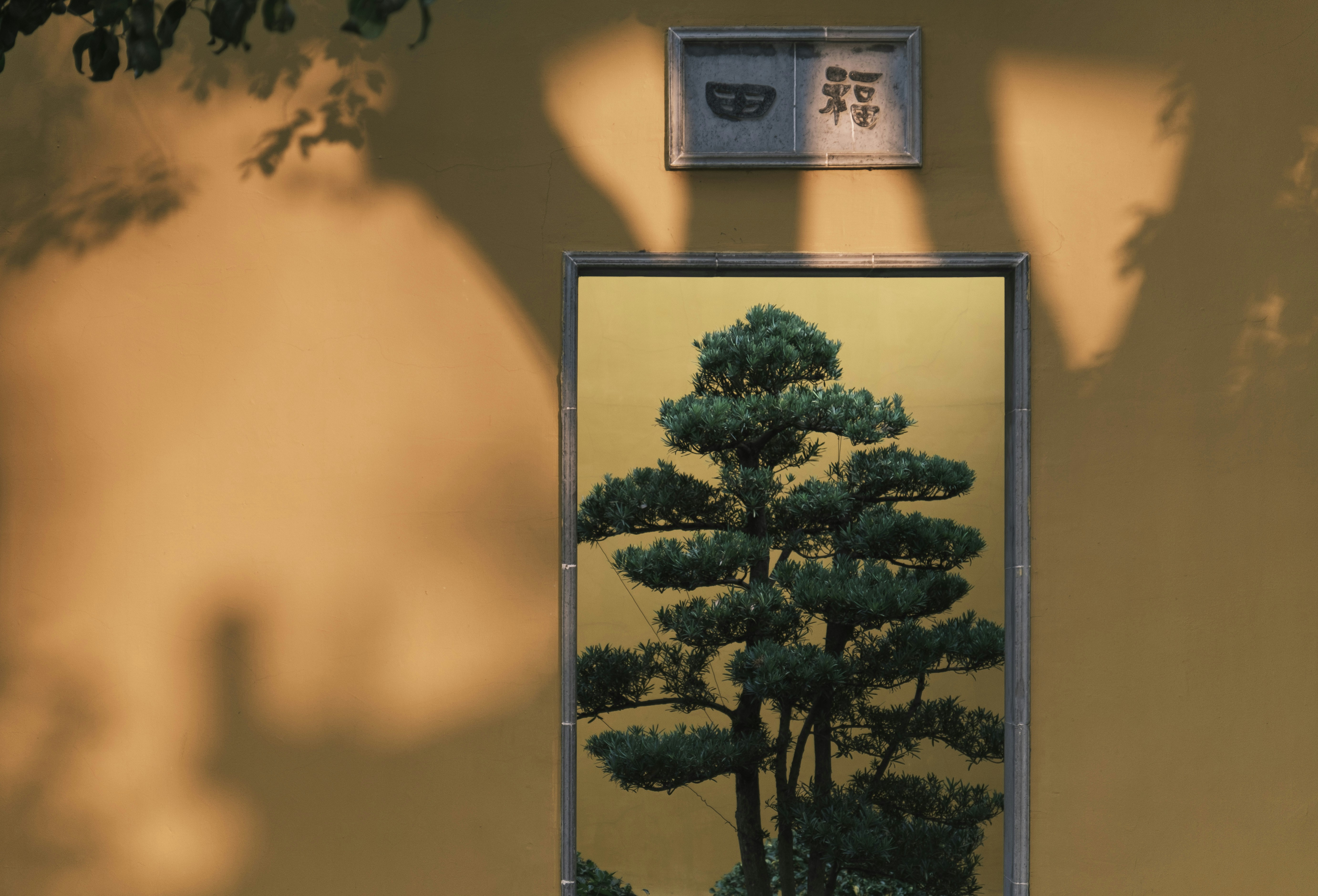 a reflection of a tree in a mirror