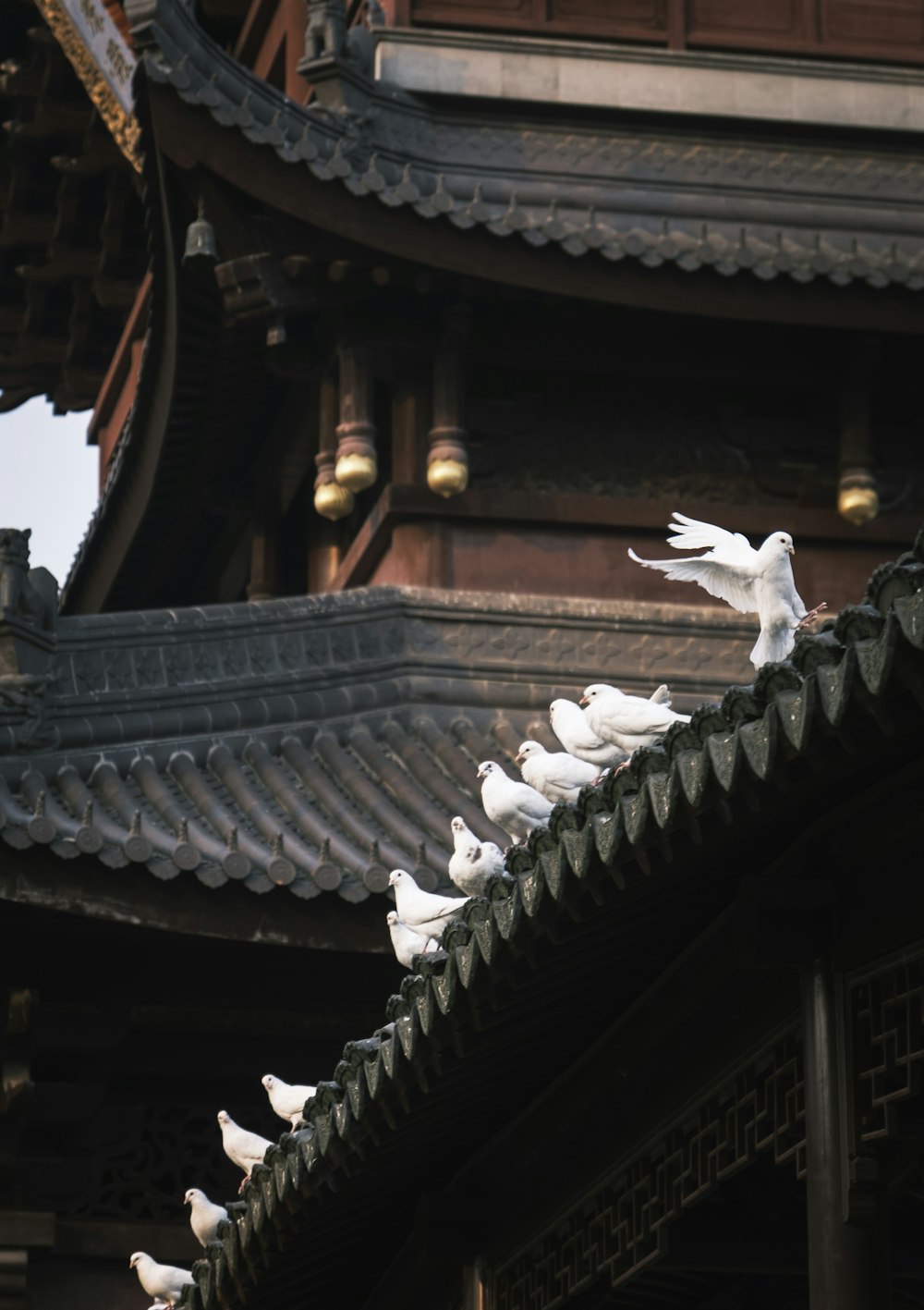 a group of white birds sitting on top of a roof