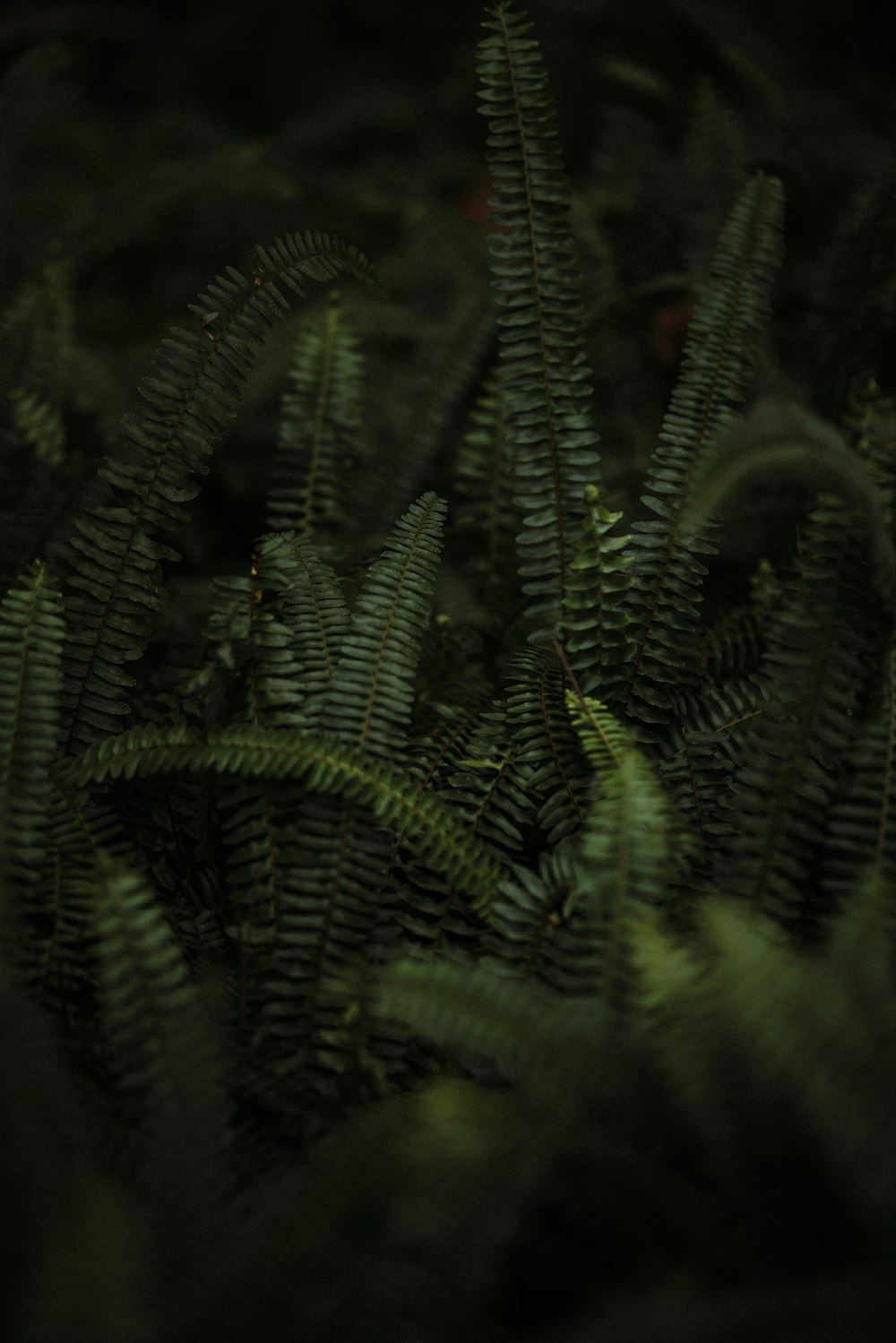 a close up of a bunch of green plants