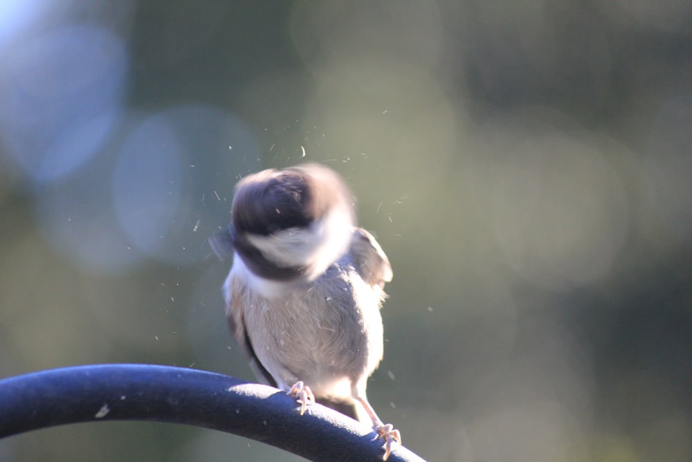 a small bird perched on top of a metal pole