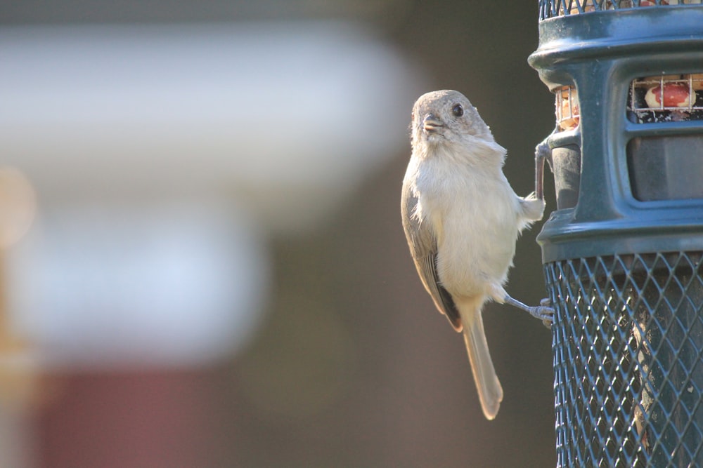 a bird perched on the side of a bird feeder