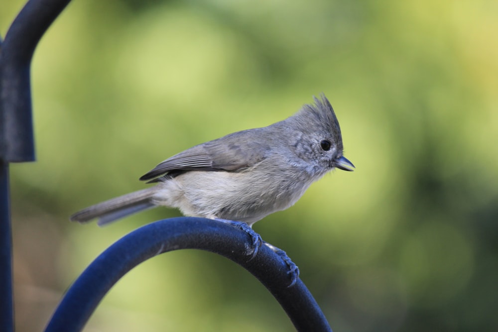 a small bird sitting on top of a metal pole