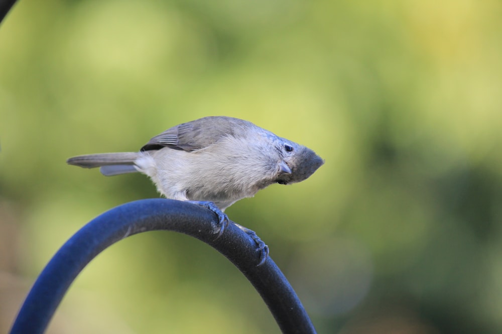 a small bird perched on top of a blue wire