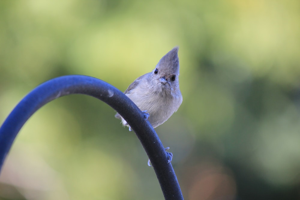 a small bird perched on top of a metal pole