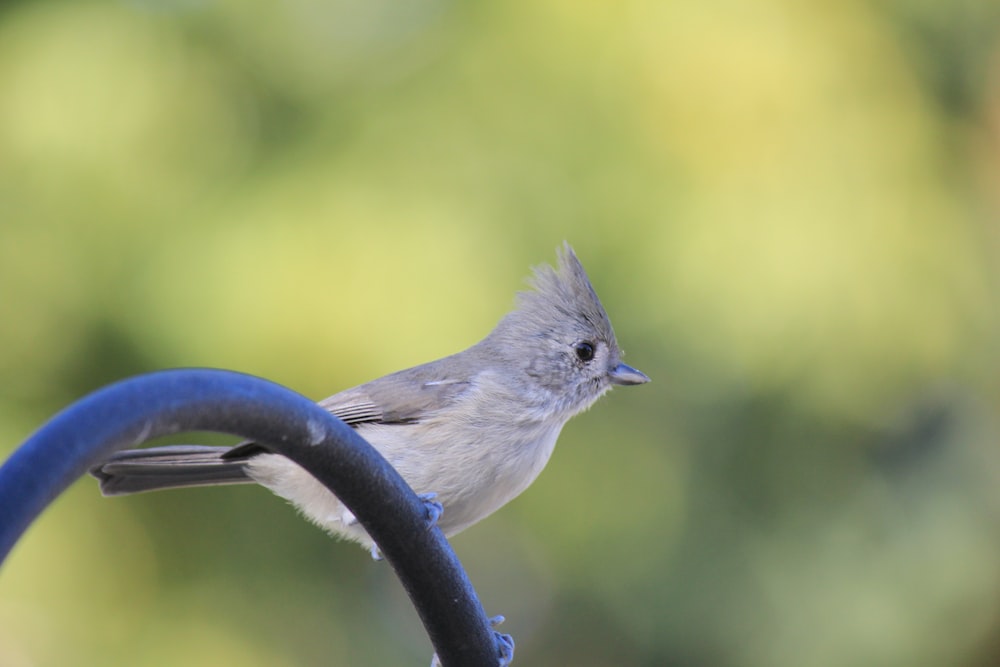 a small bird sitting on top of a blue bird feeder